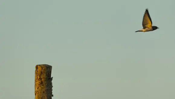 Loot Casino Kundeservice